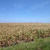 Corn Field on Fuchs Grove Road