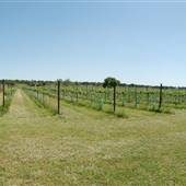 The Vineyard at Florence