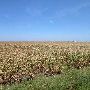 Corn Field on Fuchs Grove Road