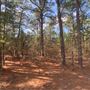 Best Little Cabin in Texas
