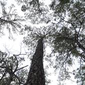 Lost Pines Scout Reservation