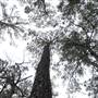 Lost Pines Scout Reservation