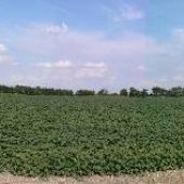 Cotton Field South of Taylor