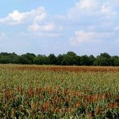 Milo Field East of Georgetown