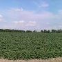 Cotton Field South of Taylor