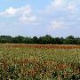 Milo Field East of Georgetown