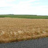 Wheat Field on CR 130