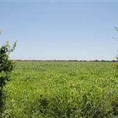 Corn Fields on Old Kelly Rd.