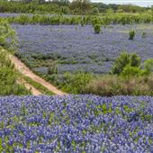 Muleshoe Bend Recreation Area (LCRA)