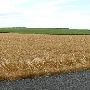Wheat Field on CR 130