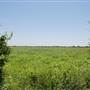 Corn Fields on Old Kelly Rd.