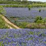 Muleshoe Bend Recreation Area (LCRA)