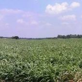 Corn Field in Thorndale