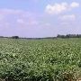 Corn Field in Thorndale