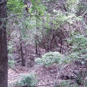 Barrow Nature Preserve (Austin Parks & Recreation Department)
