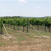 Duchman Family Winery