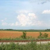 Milo Field South of Coupland on SH 95