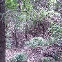 Barrow Nature Preserve (Austin Parks & Recreation Department)