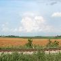 Milo Field South of Coupland on SH 95