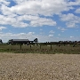 Prairie Dell