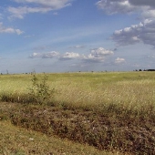 Empty Field