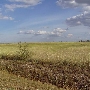 Empty Field