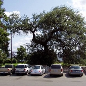 Caldwell Treaty Oak Park (Austin Parks & Recreation Department)