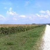 Corn Field East of Georgetown