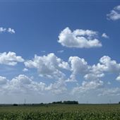 Corn Fields Off Steger Ln