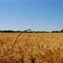 Wheat Field at Coyote Trail and CR 135