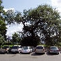 Caldwell Treaty Oak Park (Austin Parks & Recreation Department)