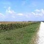 Corn Field East of Georgetown