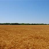 Wheat Field at Coyote Trail and CR 135