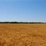 Wheat Field at Coyote Trail and CR 135